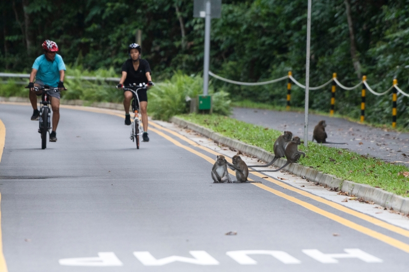 这是新加坡中央集水区自然保护区的长尾猕猴。　