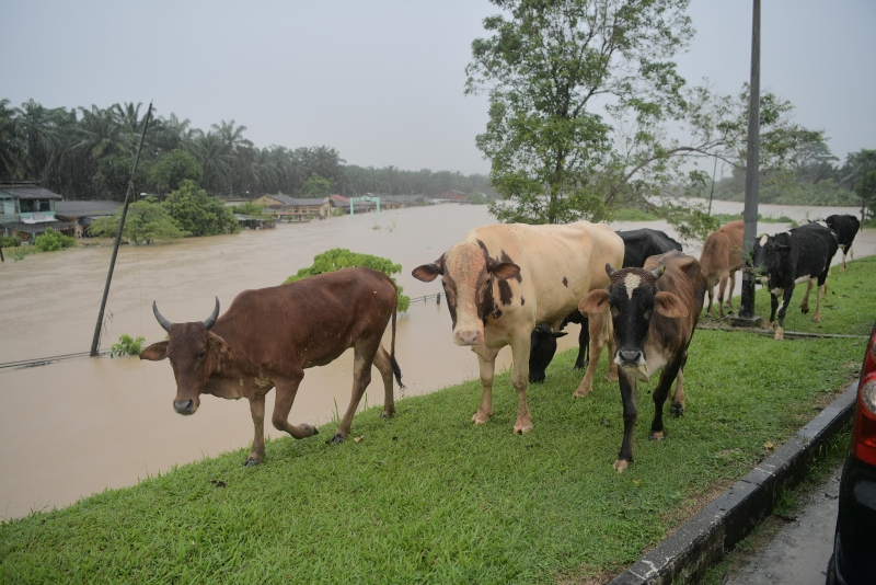 牛只也受灾！新山甘榜士峇卡峇鲁的数只牛只，在村内遭水淹及后到高处游荡避水患。（马新社图）