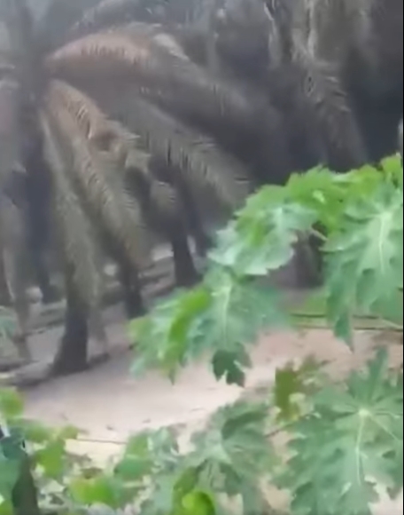 视频中的油棕种植园，被水淹没。