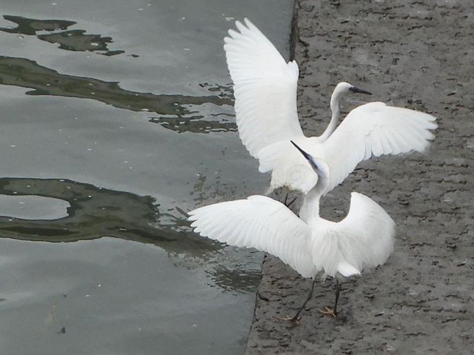 陆元德在2000年买了一台相机，不时拍下苏州河附近鸟儿戏水的美景。