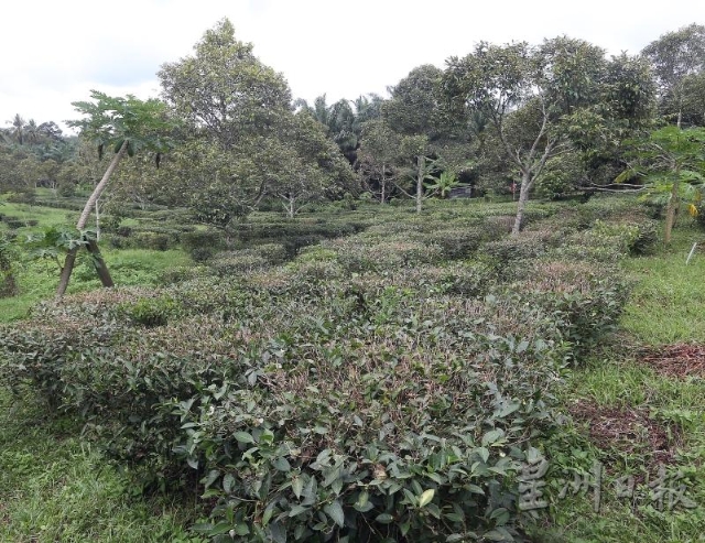茶园采用有机种植方式，种有3000乌龙茶茶树及数十棵的榴莲树。