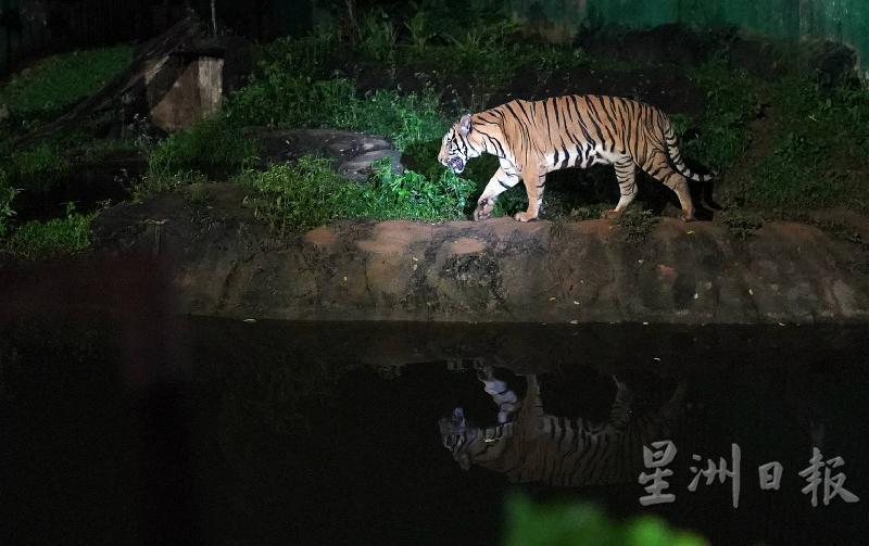 夜间活跃的老虎，比起白天时更精神。