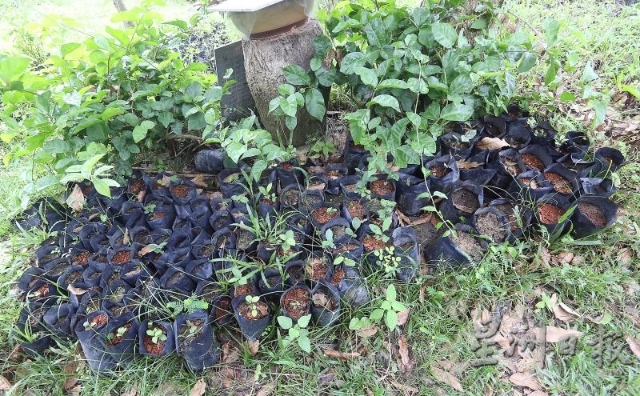 从茶籽发芽，培育秧苗变成茶树的过程并不简单，需要细心照料。