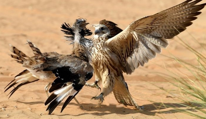 Falcons are used to hunt houbara bustards, a type of migratory bird. AFP