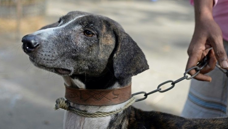 The rare Sarail hound is a breed on the brink of extinction. AFP