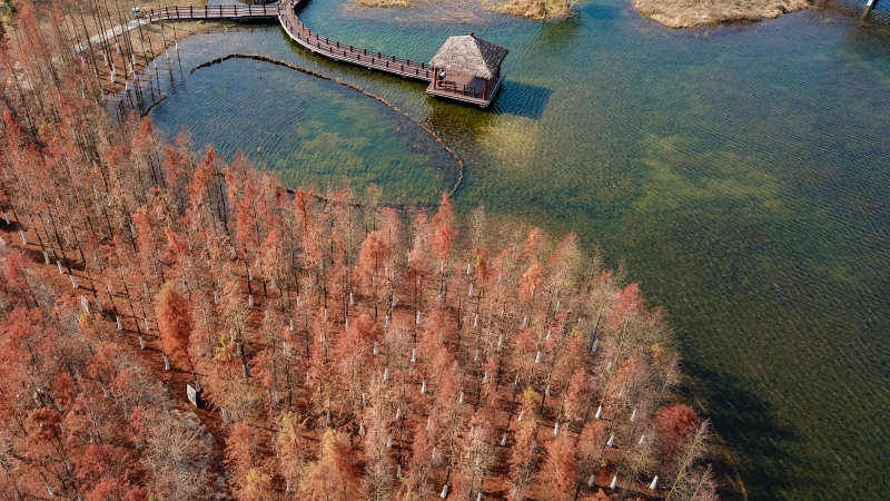 冬日的湖南省长沙市长沙县的湖南松雅湖国家湿地公园的水杉树叶变色染红了公园，吸引市民前往观赏。（新华社照片）