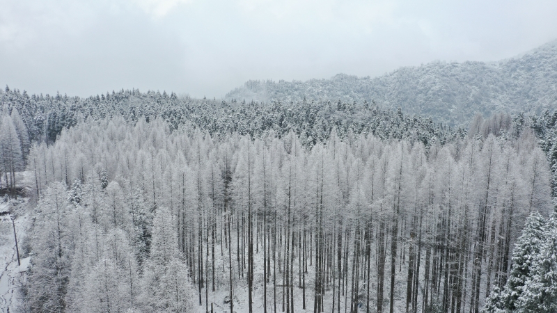 四川省绵竹市云湖森林公园雪景。（新华社照片）