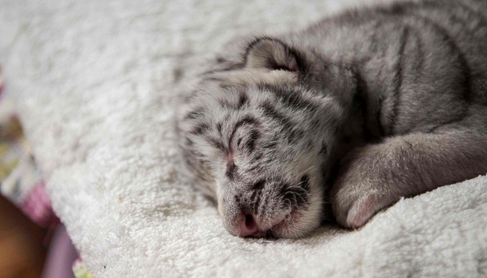 Newborn white tiger Snow sleeps at the National Zoo in Masaya. AFP