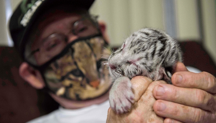 Veterinarian Eduardo Sacasa takes care of newborn white tiger Snow at the National Zoo in Masaya. AFP