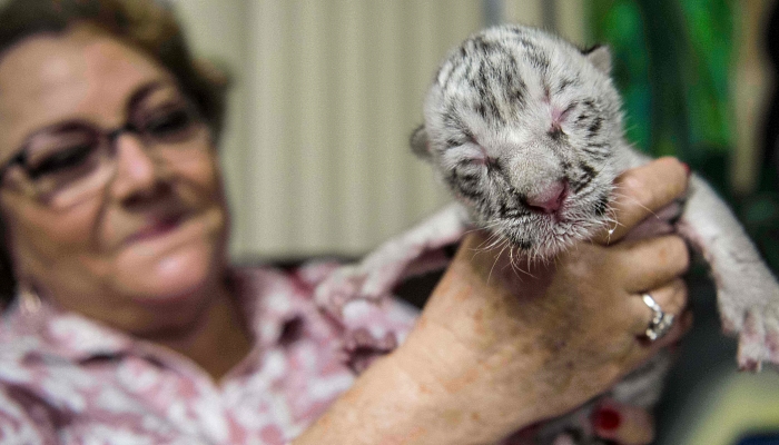 Marina Arguello takes care of newborn female white tiger Snow at the National Zoo in Masaya. AFP