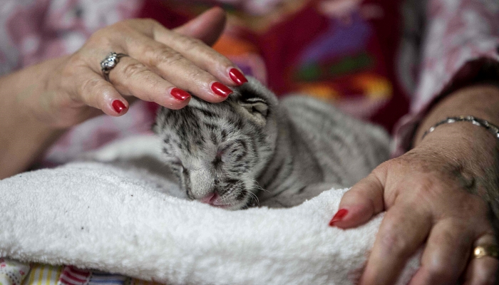 Marina Arguello takes care of newborn female white tiger Snow at the National Zoo in Masaya. AFP
