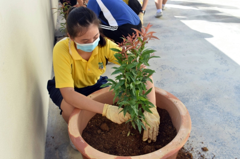 学生将树苗种植在花盆内。