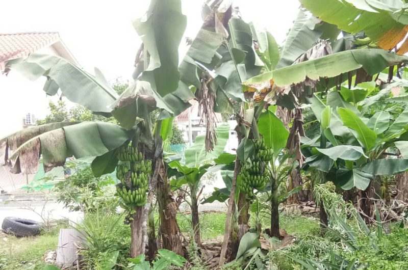 雨季水分充足，长得硕大肥美的香蕉成为毛贼的目标。