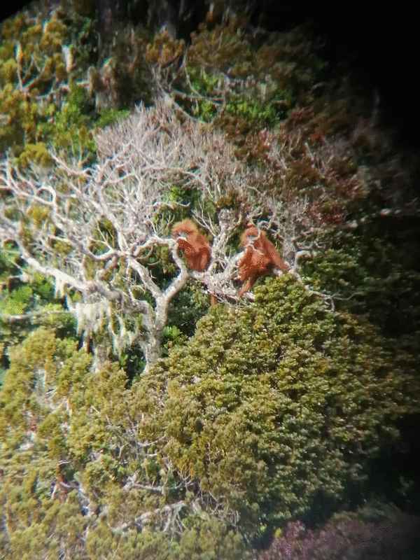 神山拉班拉达半山旅舍职员发现到栗红叶猴的踪影。（Freddie Jude Julani摄）