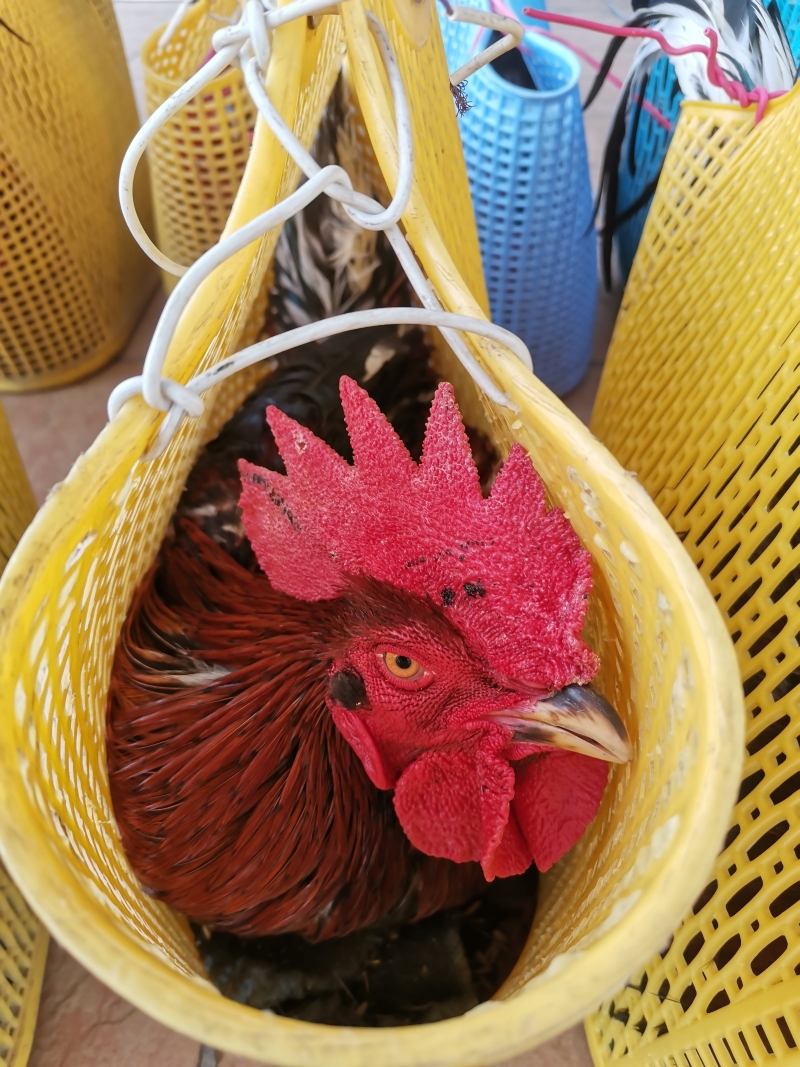 参与者各自携带的斗鸡都被装在菜篮中。