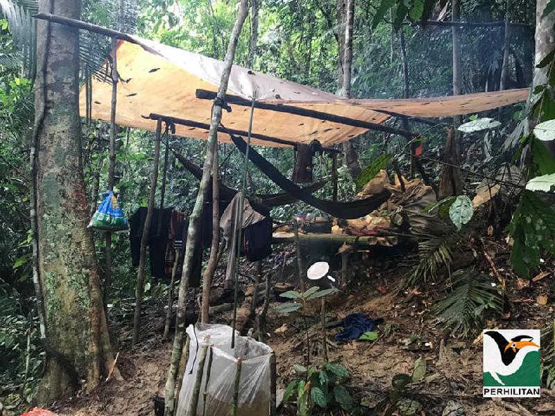 嫌犯在野生动物保护区内搭建起棚架作业。