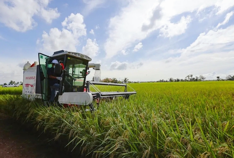 阿米鲁丁也借机巡视沙白稻田，并认为该区适合开发农业旅游业。（图片取自当今雪州）
