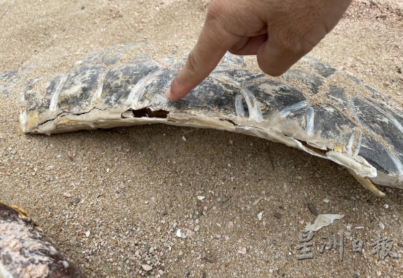 玻璃纤维制成的大海龟前肢已开裂，相信是人为破坏。

