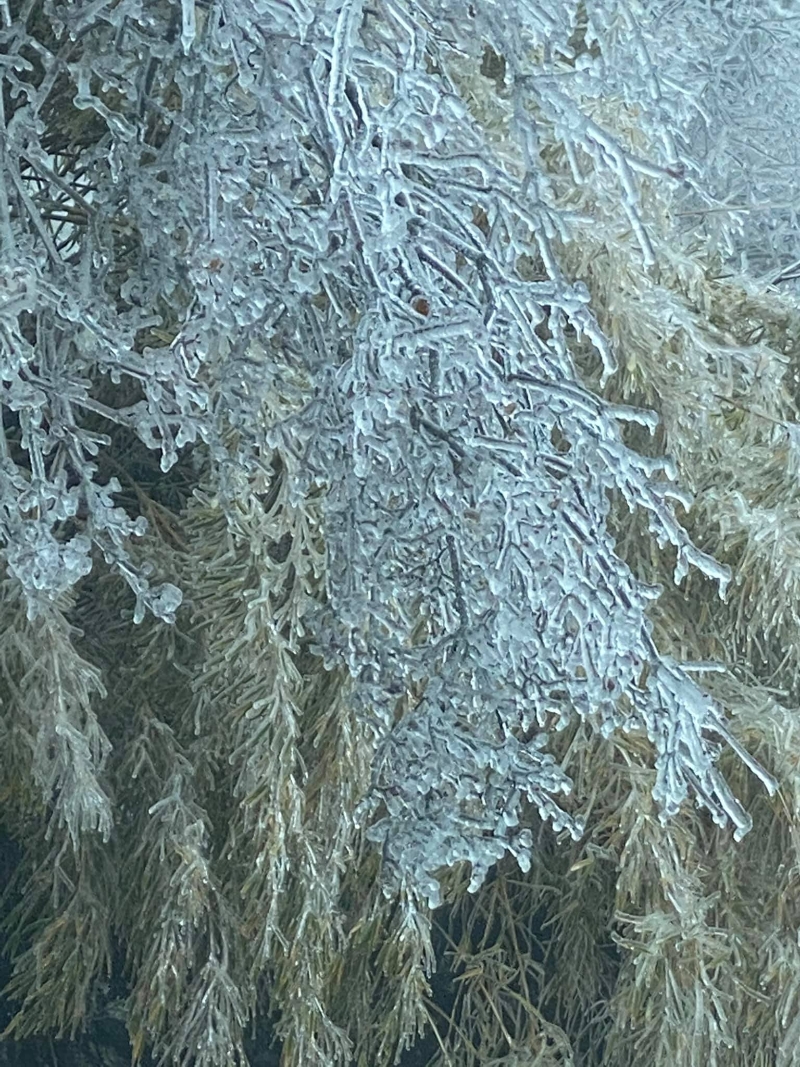 结冰的树在慢慢溶化。