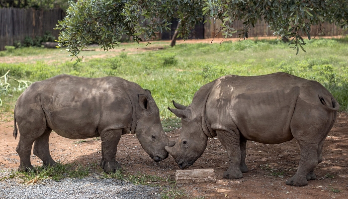 The rhino orphanage near Mokopane in South Africa's Limpopo province is the first specialized non-commercial center caring for orphaned and injured baby rhinos most of whom have lost their mothers due to poaching. AFP