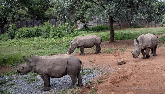 The rhino orphanage near Mokopane in South Africa's Limpopo province is the first specialized non-commercial center caring for orphaned and injured baby rhinos most of whom have lost their mothers due to poaching. AFP