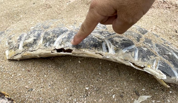 Cracks have appeared on the turtle replica's fiberglass front limb. SIN CHEW DAILY