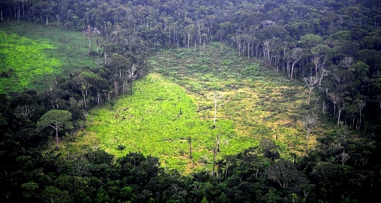 Swathes of forest continue to be flattened each year mainly due to industrial-scale agriculture.