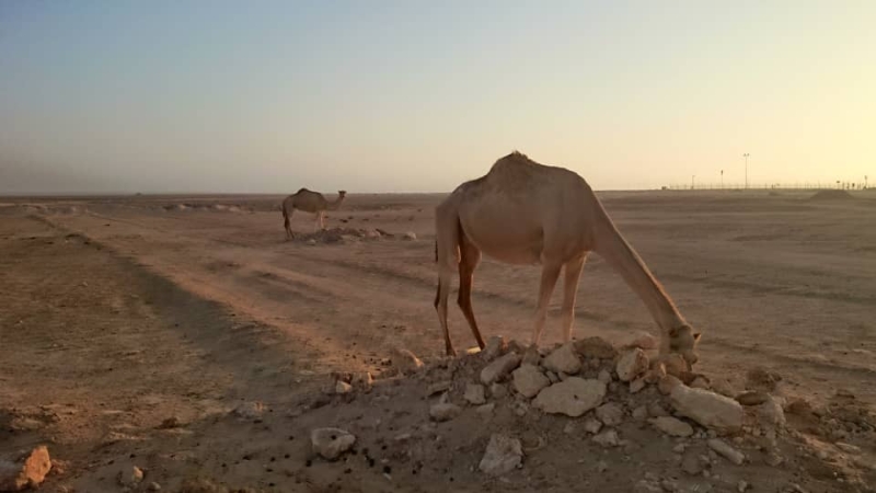 不是每次出差工作的地方都有好山好水，有的出差地点被沙漠环绕，看到的只有黄沙和骆驼。