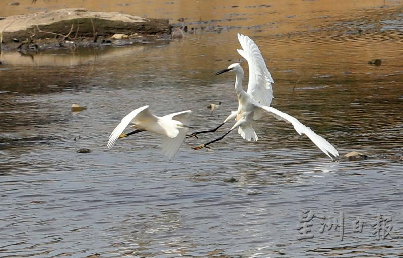两只白色候鸟相互嬉戏，动态迷人。