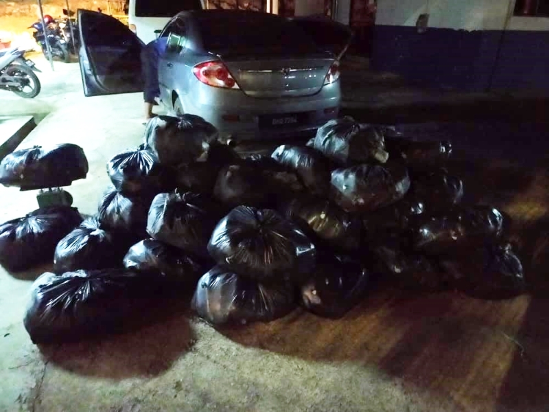 警方在后车座及后车厢发现塞满装有哥冬叶的50个黑色塑料袋。