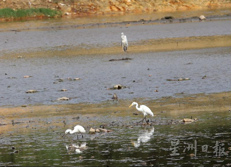 双溪布达河岸少了运动人士的身影，反而多了不同种类的候鸟在河面上栖息和觅食。