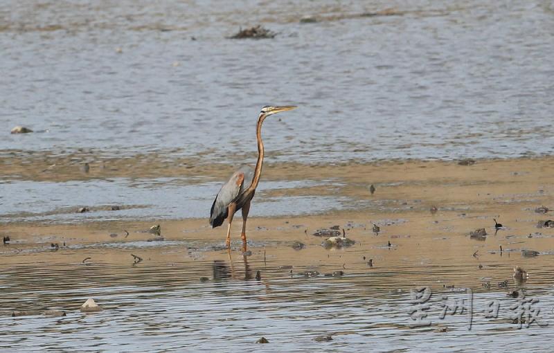 这只候鸟展现了孤芳自赏的一面，独自站在河中的泥地上，不为身旁的一切所动。