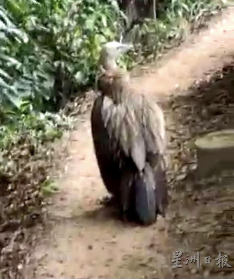 秃鹰被发现匿藏在靠近电讯塔旁偏僻小道中。