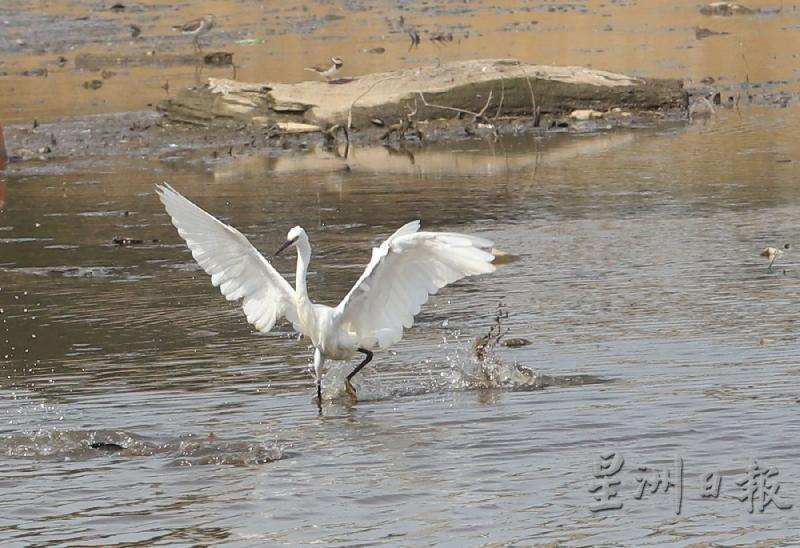 候鸟展翅激起身旁的河水，悠然自得的姿态动人！