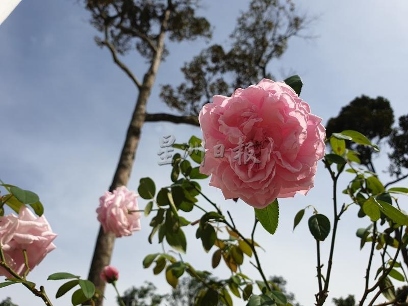 花圃里栽种的主教城堡玫瑰（Bishop's Castle Rose）是一种重复开花的月季，花香怡人。