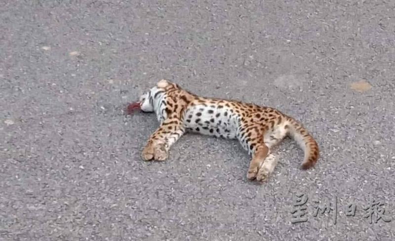 豹猫疑为了觅食，遭交通工具撞毙。