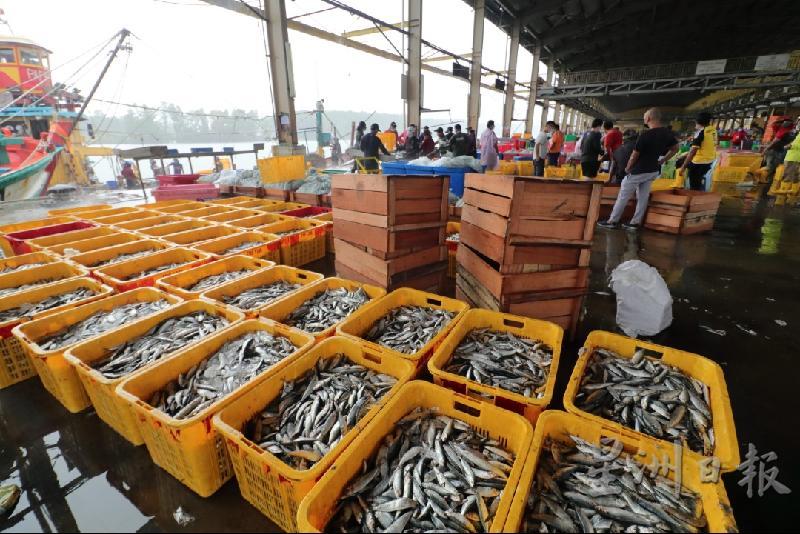 由于受到季候风影响，关丹渔业码头海产减产。