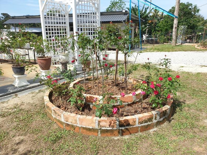 玛丽娜为自己的玫瑰花圃进行景观设计，完全根据自己的想象和喜好布置花圃。
