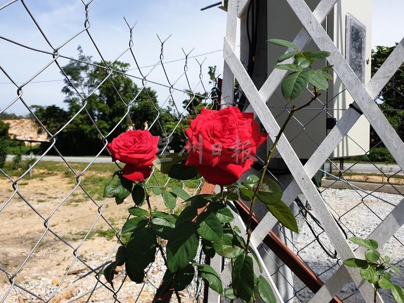 玛丽娜指出，红玫瑰在市场上较受欢迎。
