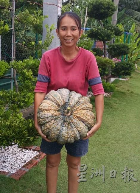 卢美娥手上的是泰国南瓜，最重可达15公斤。