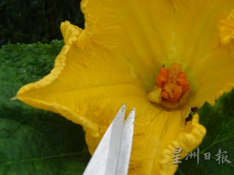 手动授粉可将雄性花粉抹在雌性花的六爪花蕊中。