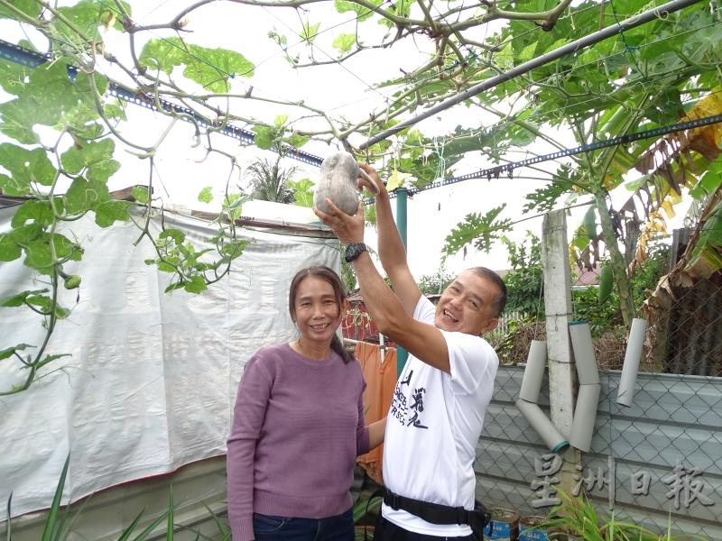 卢美娥（左）与丈夫黄志明一同打理家中小菜园。