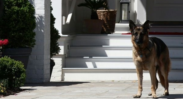 Biden is bringing three pets to the White House: German shepherds Champ (pictured 2012) and Major, and a cat whose name and breed have not yet been revealed. AFP