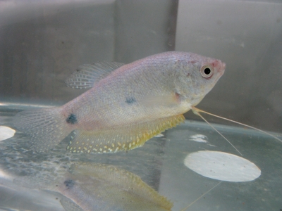 曼龙鱼，学名Trichopodus trichopterus。