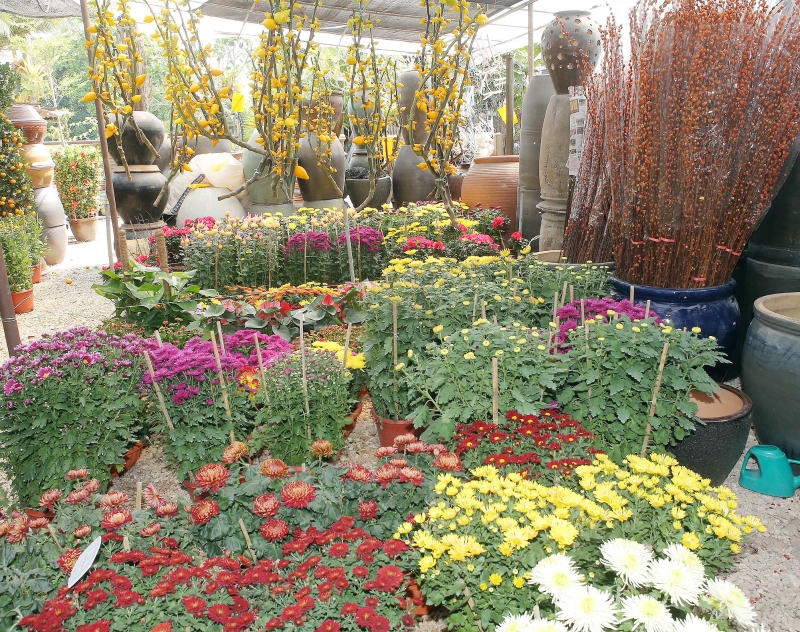 由于金马仑盆栽年花的产量减少，预计今年的零售价将稍微调涨。（档案照）