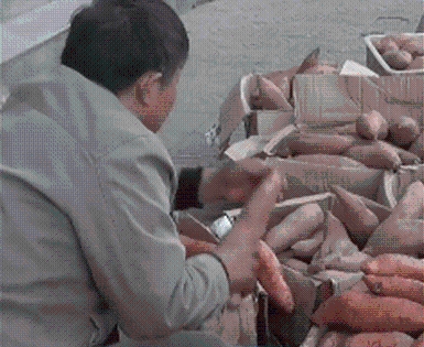 刘男在一天可卖1000多斤（约500公斤）烤番薯，因此获封为“烤番薯大王”。