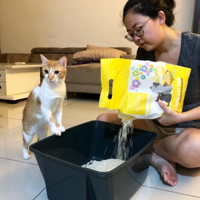 MCO前一天终于为咪咪换了新猫砂，瞧她那迫不及待的样子。至于包装袋，我会查询有哪些回收公司接受这类软塑胶。