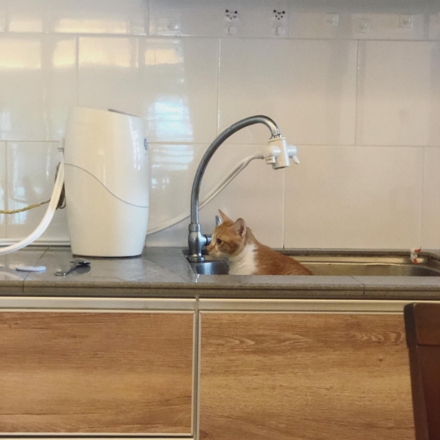 之前猫砂越用越少，咪咪宁愿到洗碗槽解决。看我把猫逼到什么地步了，哈。