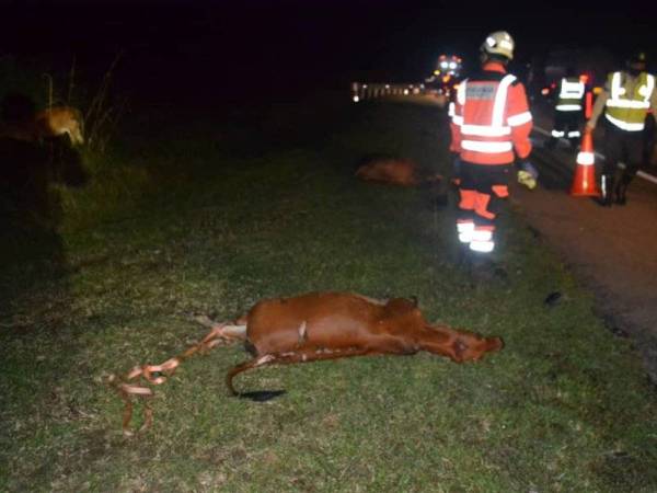牛群在大道游荡被车撞，当中9只牛被撞死。