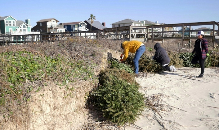 Volunteers attach recycled Christmas trees to the sand at Surfside Beach, Texas, in a yearly campaign to protect sensitive dunes from being washed away by storms. AFP